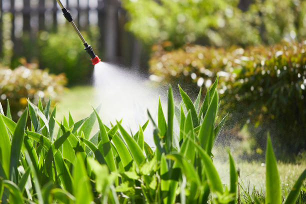 24/7 Emergency Termite Control experts in Cle Elum, WA
